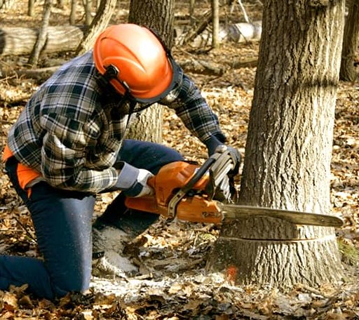 Tree Removal in Hewitt, MN